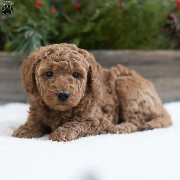 Cookie, Mini Labradoodle Puppy